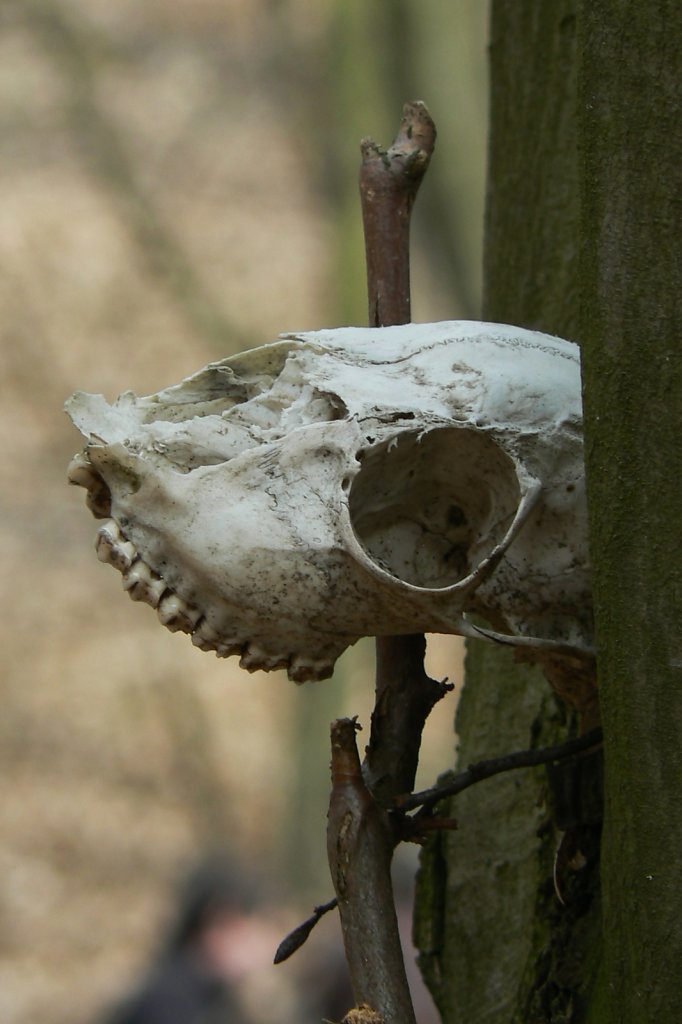 Memento mori bei Oslavany, 2008