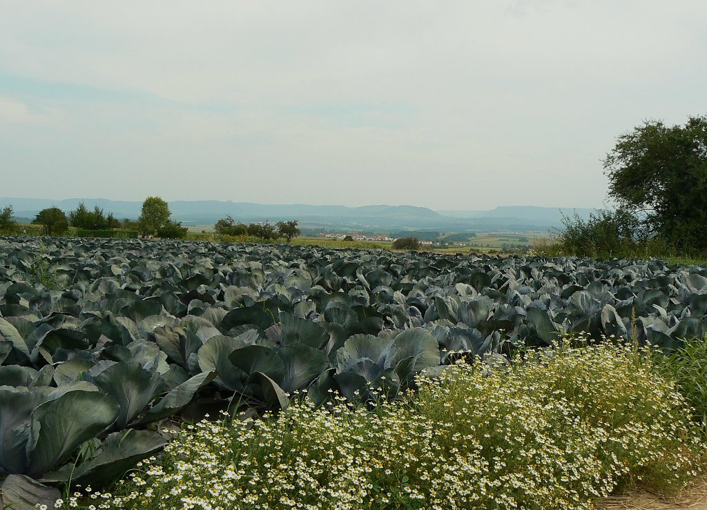 Filderlandschaft mit Blaukraut und Kamille, 2008