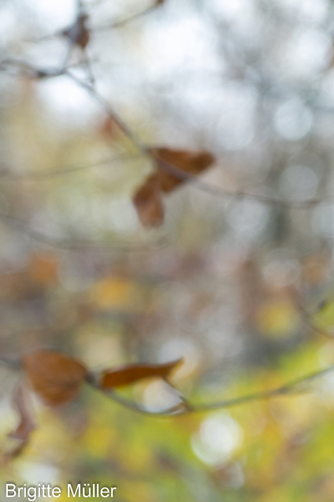 Herbstlicht, 2013