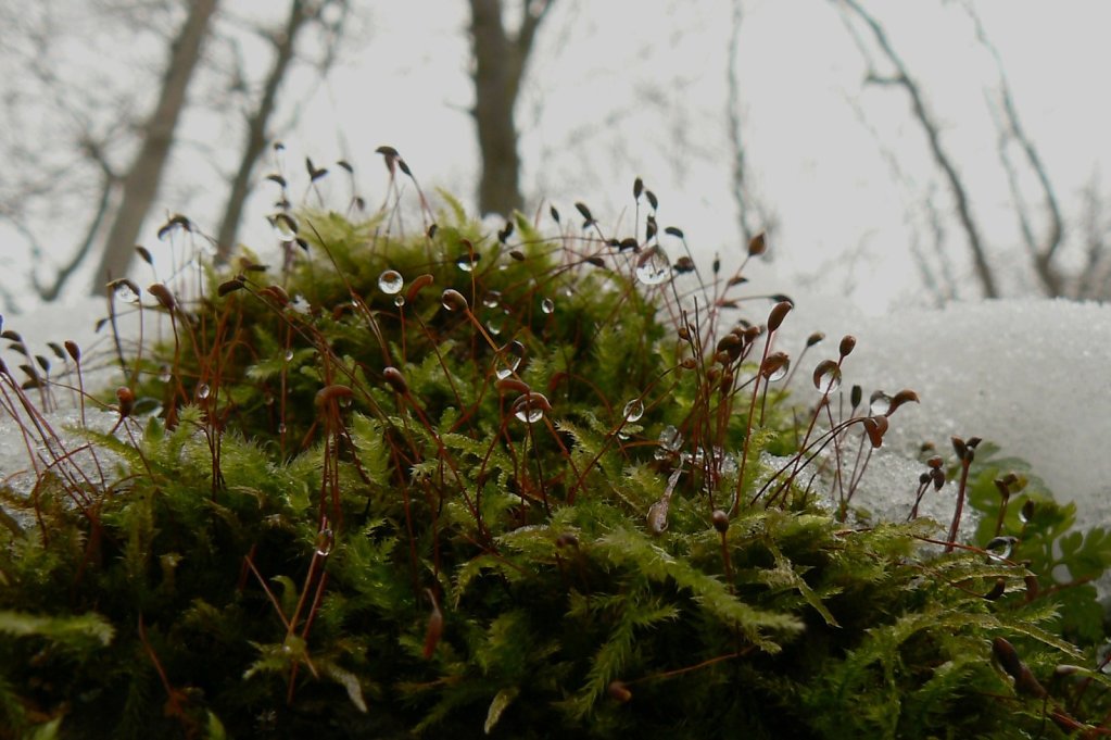 Moos im Winterwald, 2010