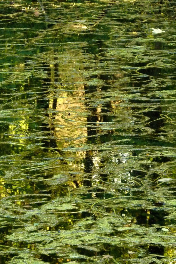 Herbstlicht im Waldsee, 2011