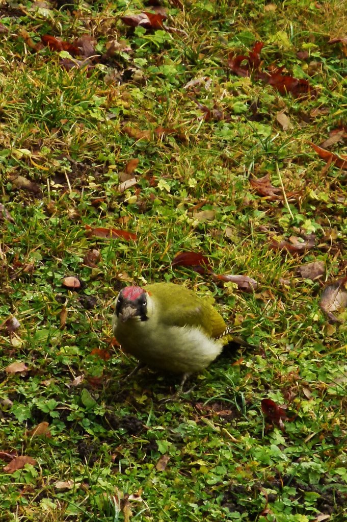 Grünspecht in Nachbars Garten,2011
